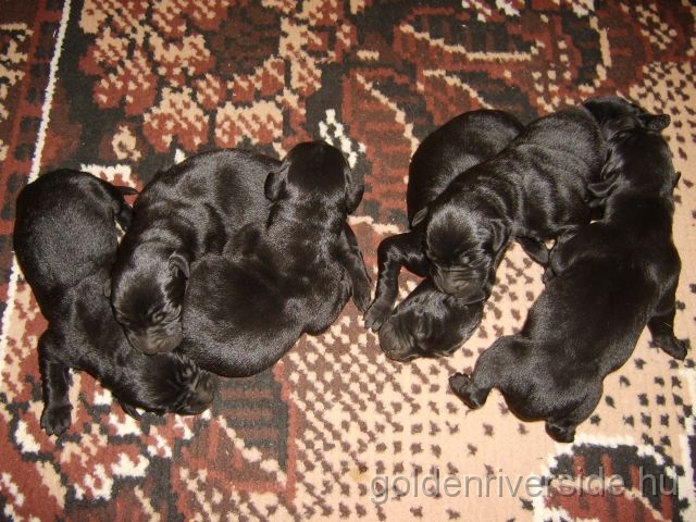 S6002746 kicsi.jpg - Labrador kiskutyk hrom naposan.